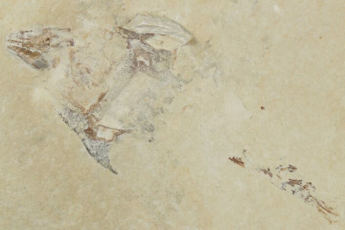 Bargain, Cretaceous Crusher Fish (Coccodus) - Hjoula, Lebanon #200750